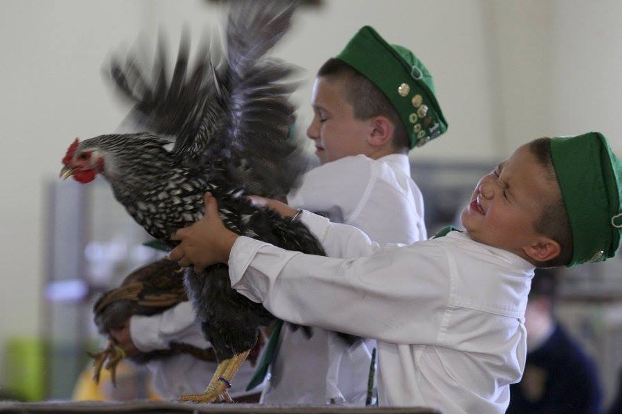 Tip: Pen your birds a little early when at a show to help them settle so they're not ruffled by the time the Judges come around!